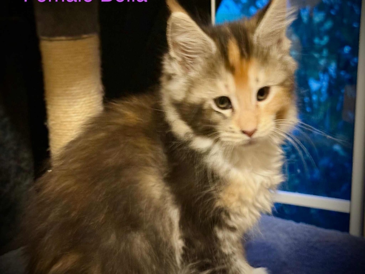 Bella - Maine Coon Kitten