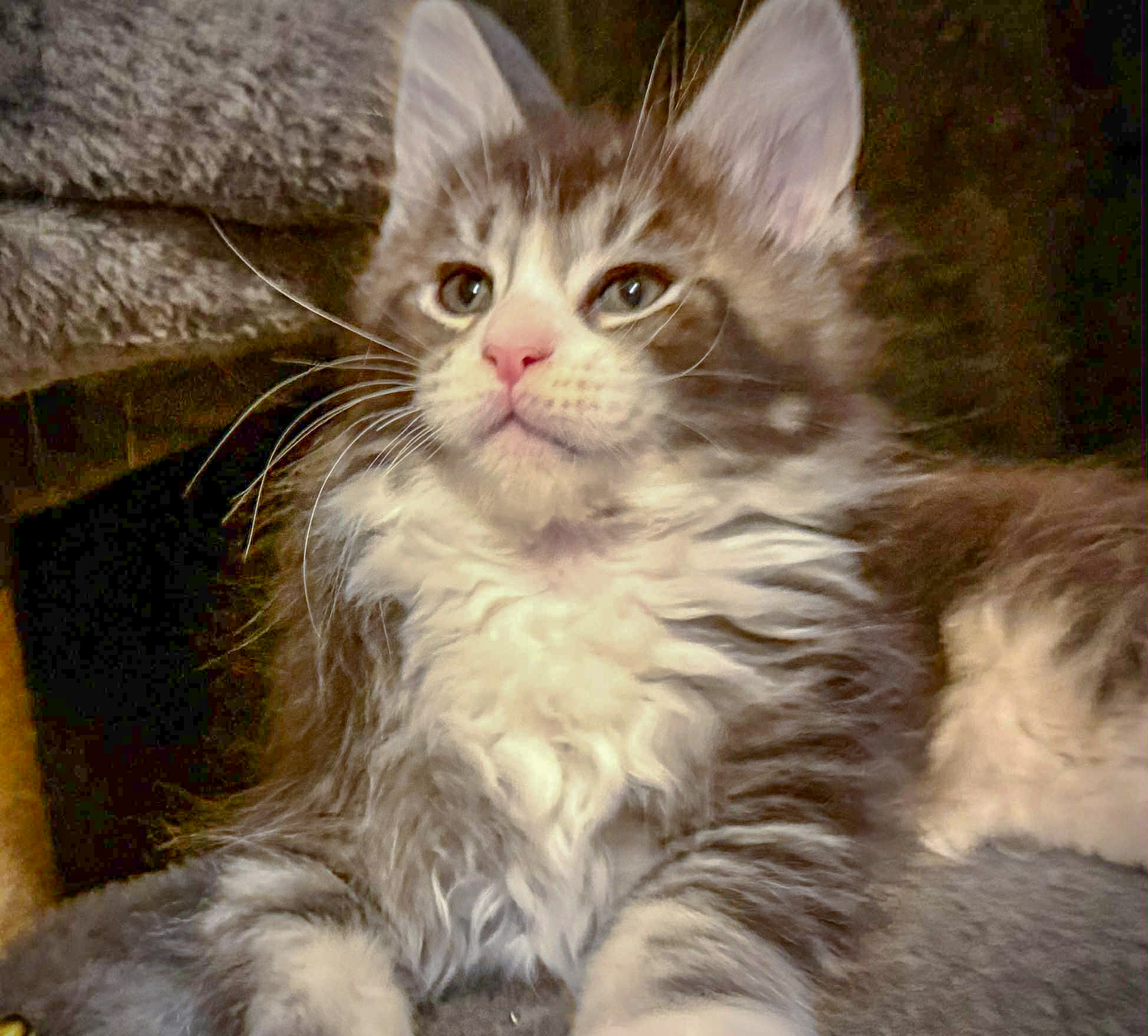 Felix - Maine Coon Kitten