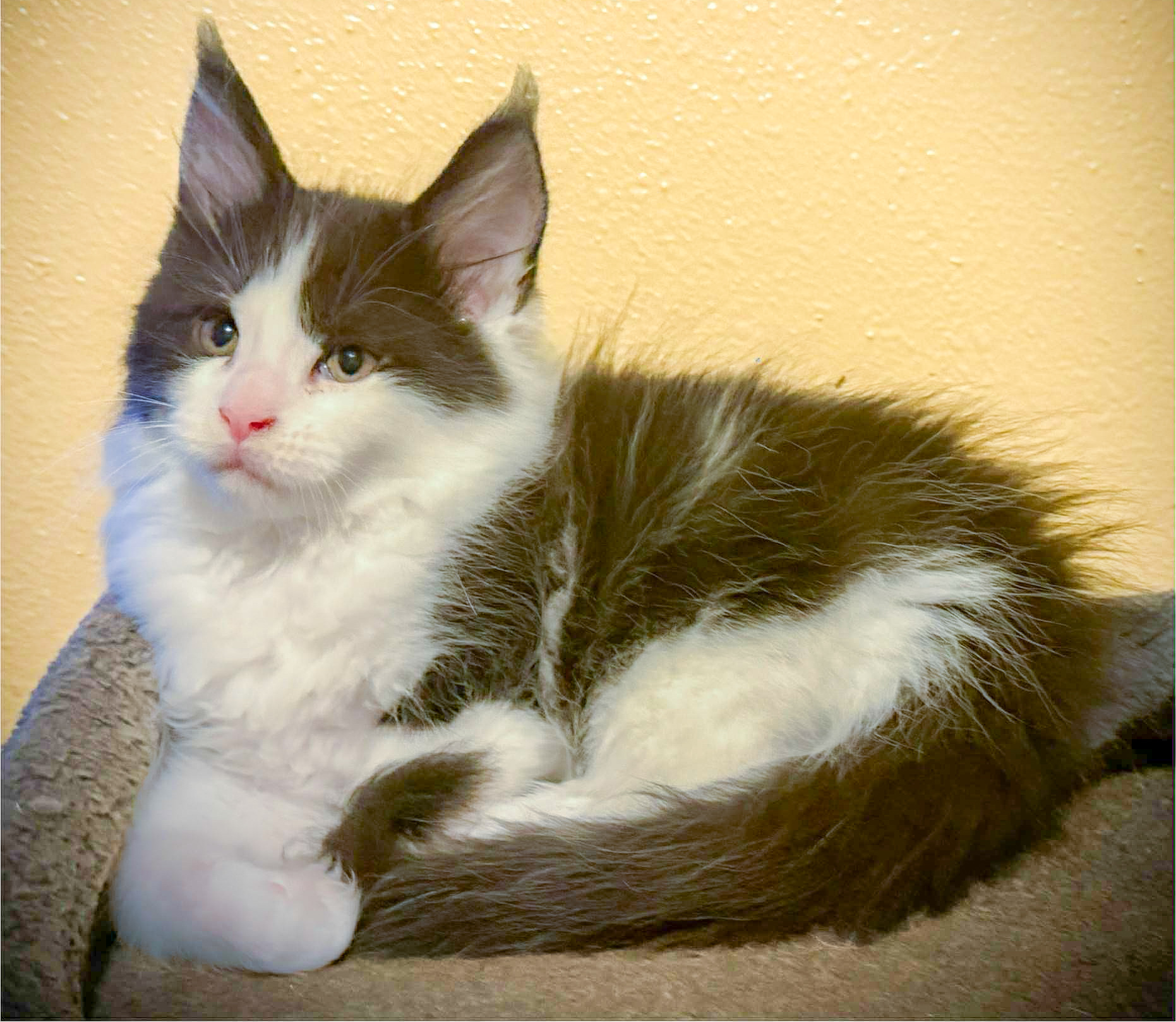 Oreo - Maine Coon Kitten