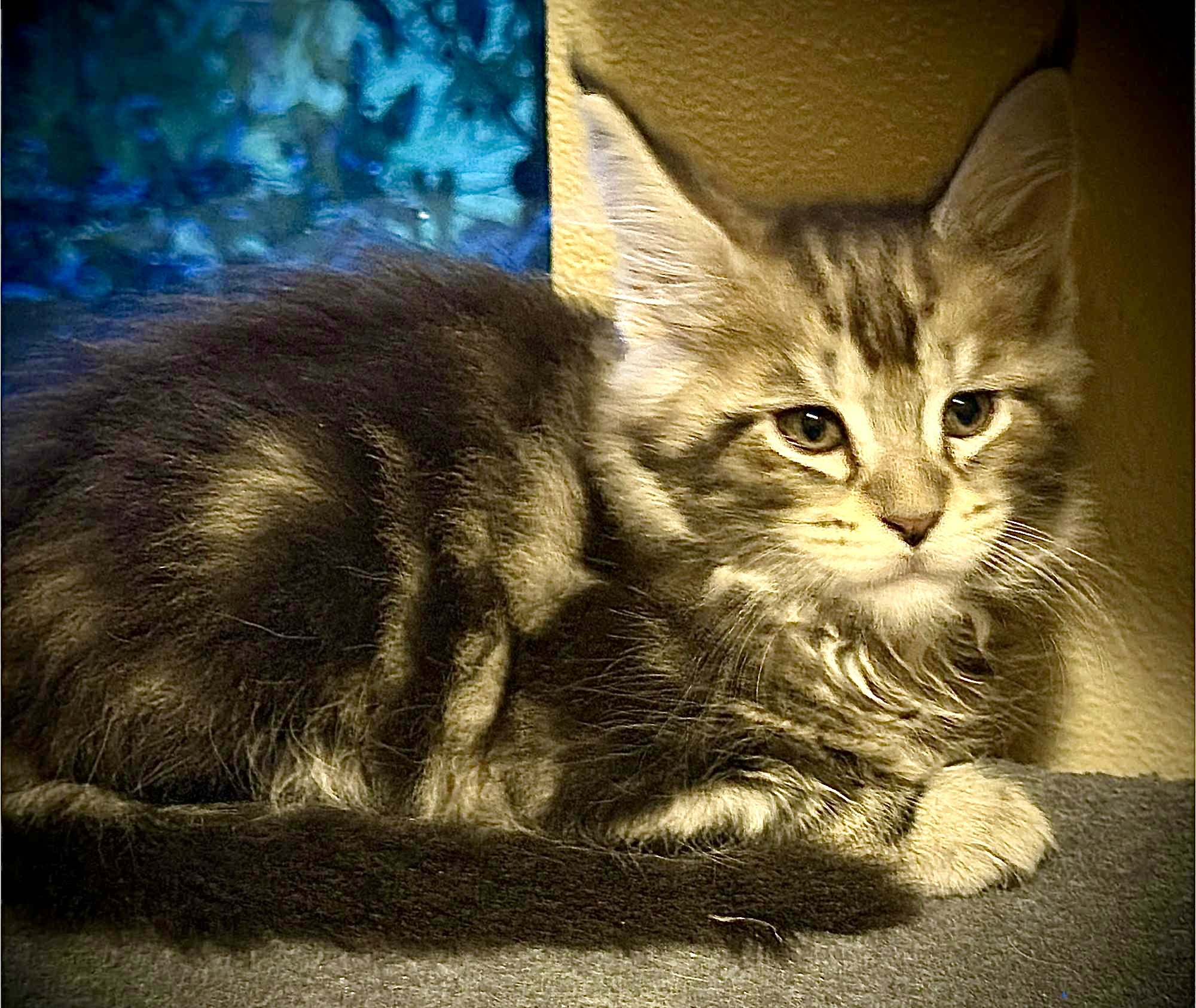 Ranger - Maine Coon Kitten