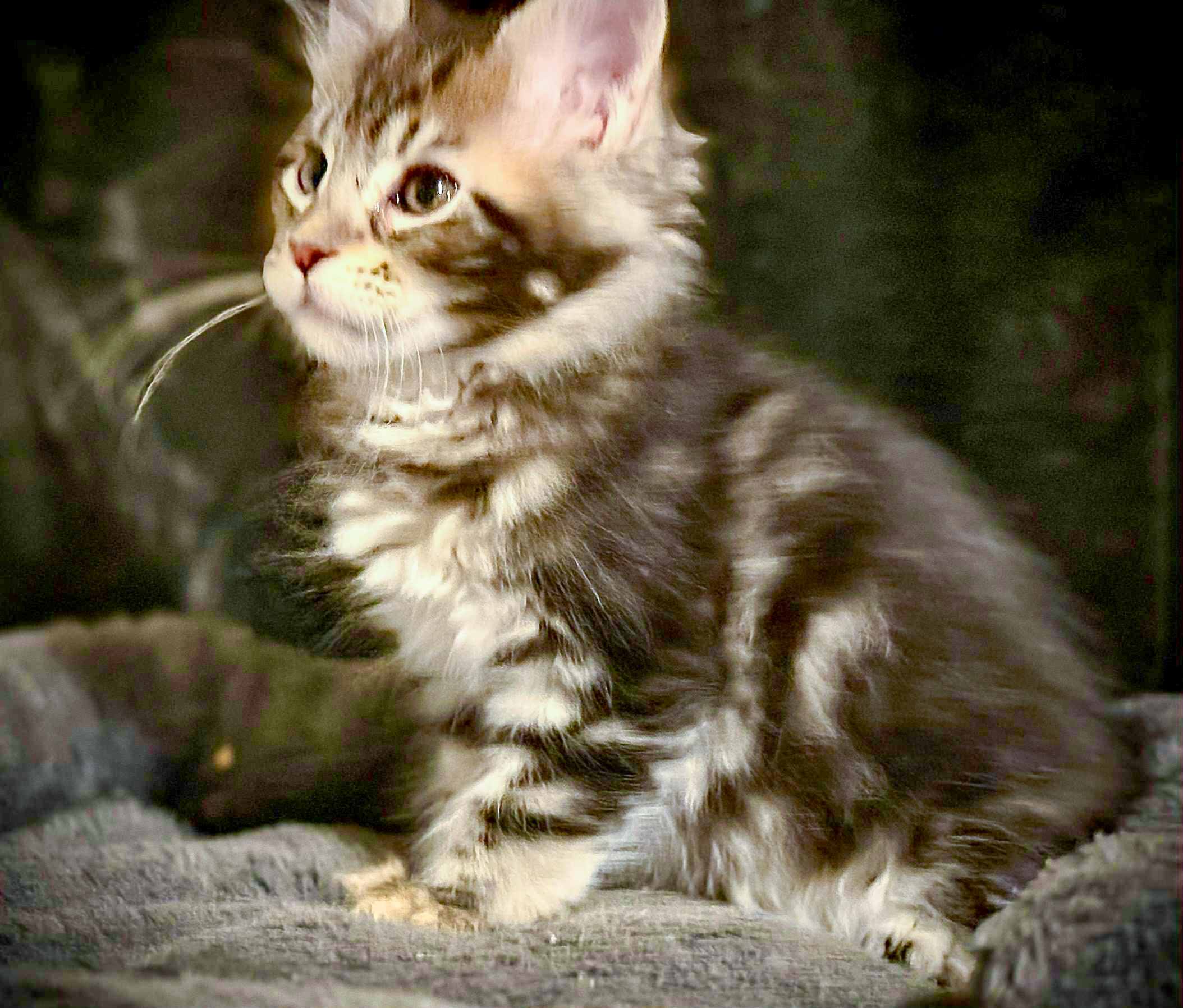 Thor - Maine Coon Kitten